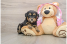 Friendly Mini Aussiedoodle Baby