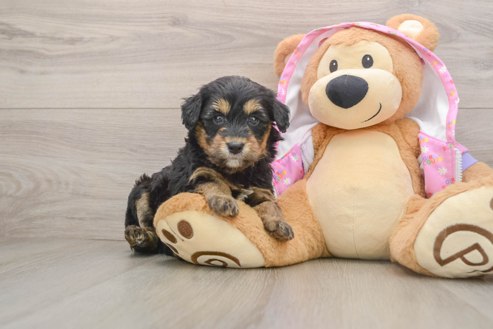 Friendly Mini Aussiedoodle Baby