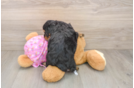 Mini Aussiedoodle Pup Being Cute