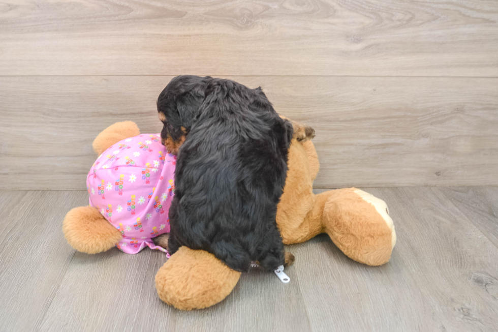 Mini Aussiedoodle Pup Being Cute