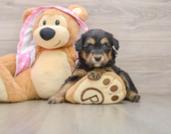 8 week old Mini Aussiedoodle Puppy For Sale - Premier Pups