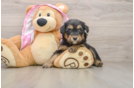 Mini Aussiedoodle Pup Being Cute