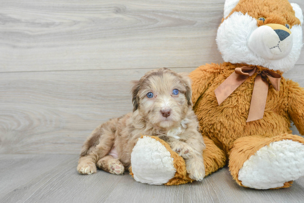 Smart Mini Aussiedoodle Poodle Mix Pup