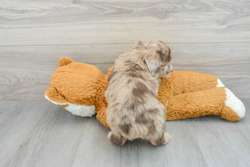 Mini Aussiedoodle Puppy for Adoption