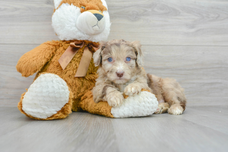 Adorable Aussiepoo Poodle Mix Puppy