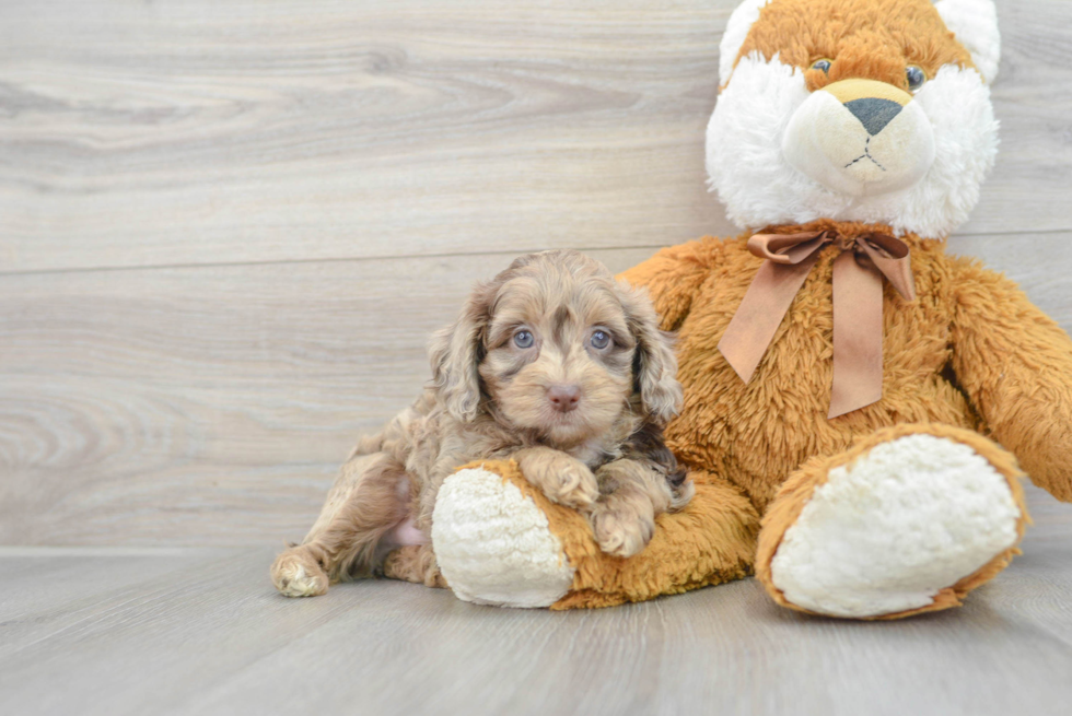 Mini Aussiedoodle Puppy for Adoption