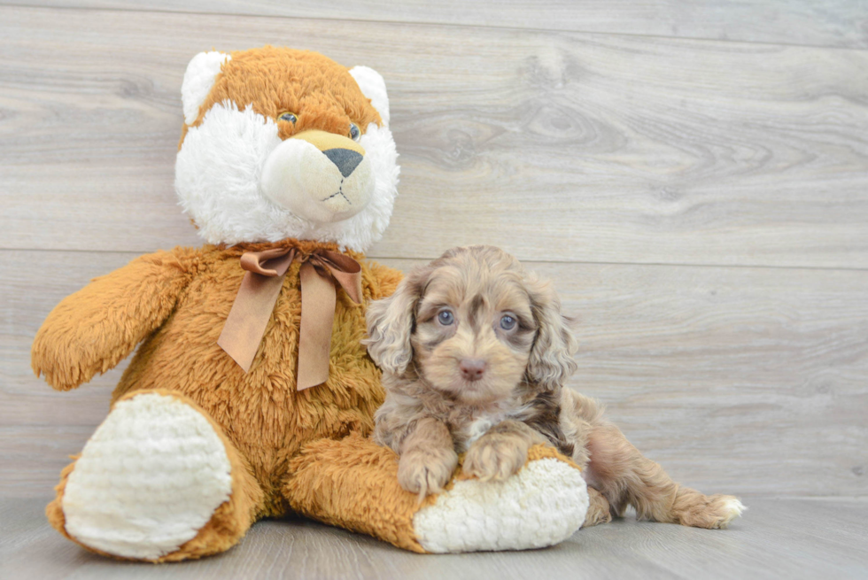 Friendly Mini Aussiedoodle Baby