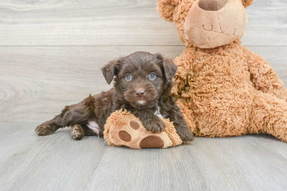 Best Mini Aussiedoodle Baby