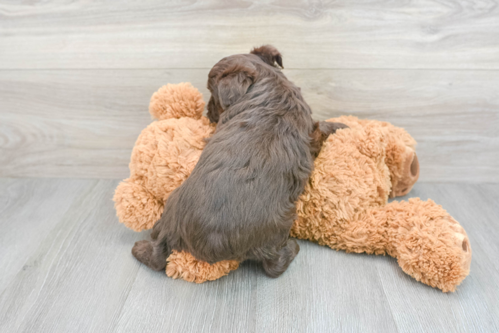 Mini Aussiedoodle Pup Being Cute