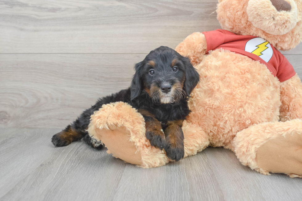 Adorable Aussiepoo Poodle Mix Puppy