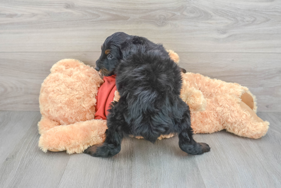 Petite Mini Aussiedoodle Poodle Mix Pup