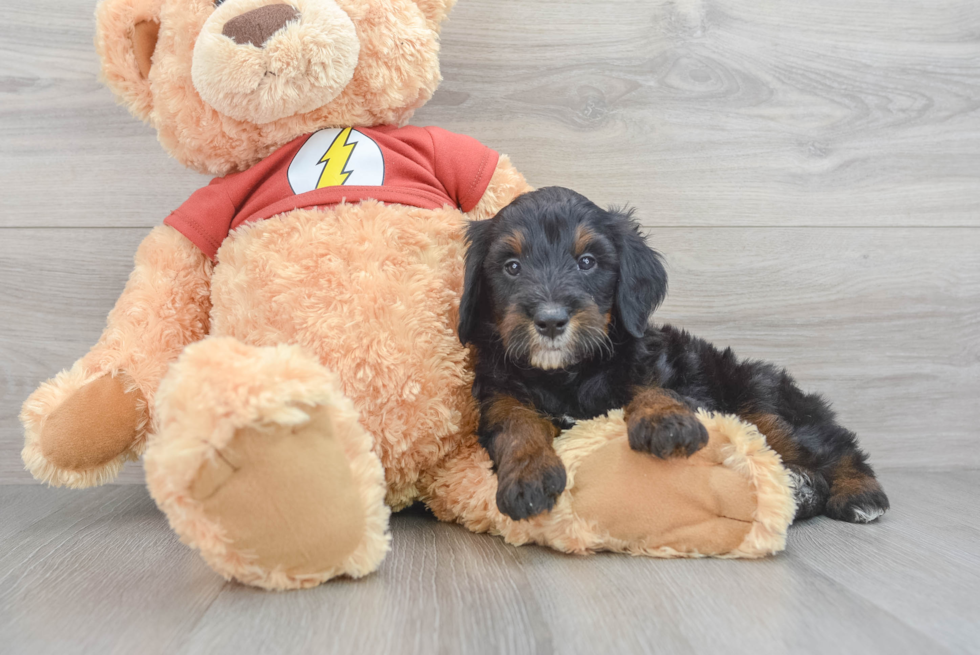 Fluffy Mini Aussiedoodle Poodle Mix Pup