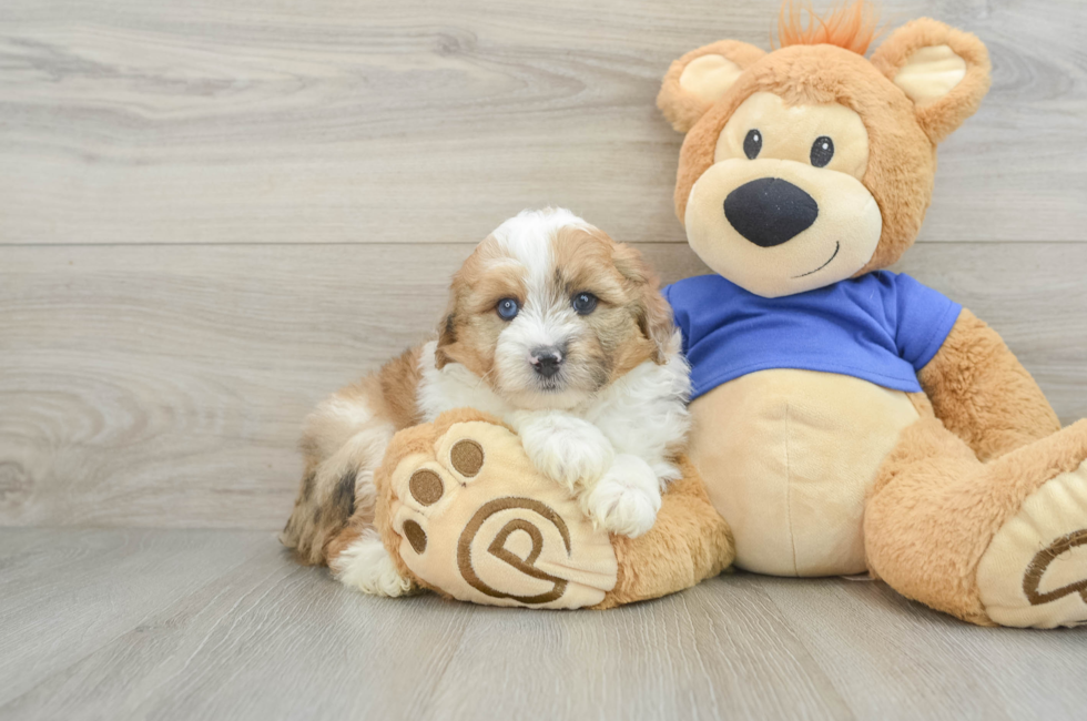 7 week old Mini Aussiedoodle Puppy For Sale - Premier Pups