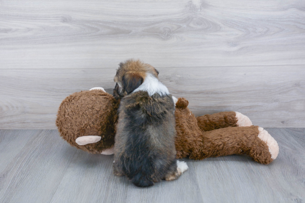 Mini Aussiedoodle Pup Being Cute