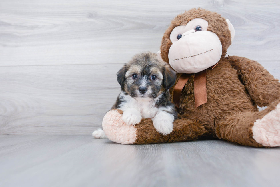 Hypoallergenic Aussiepoo Poodle Mix Puppy