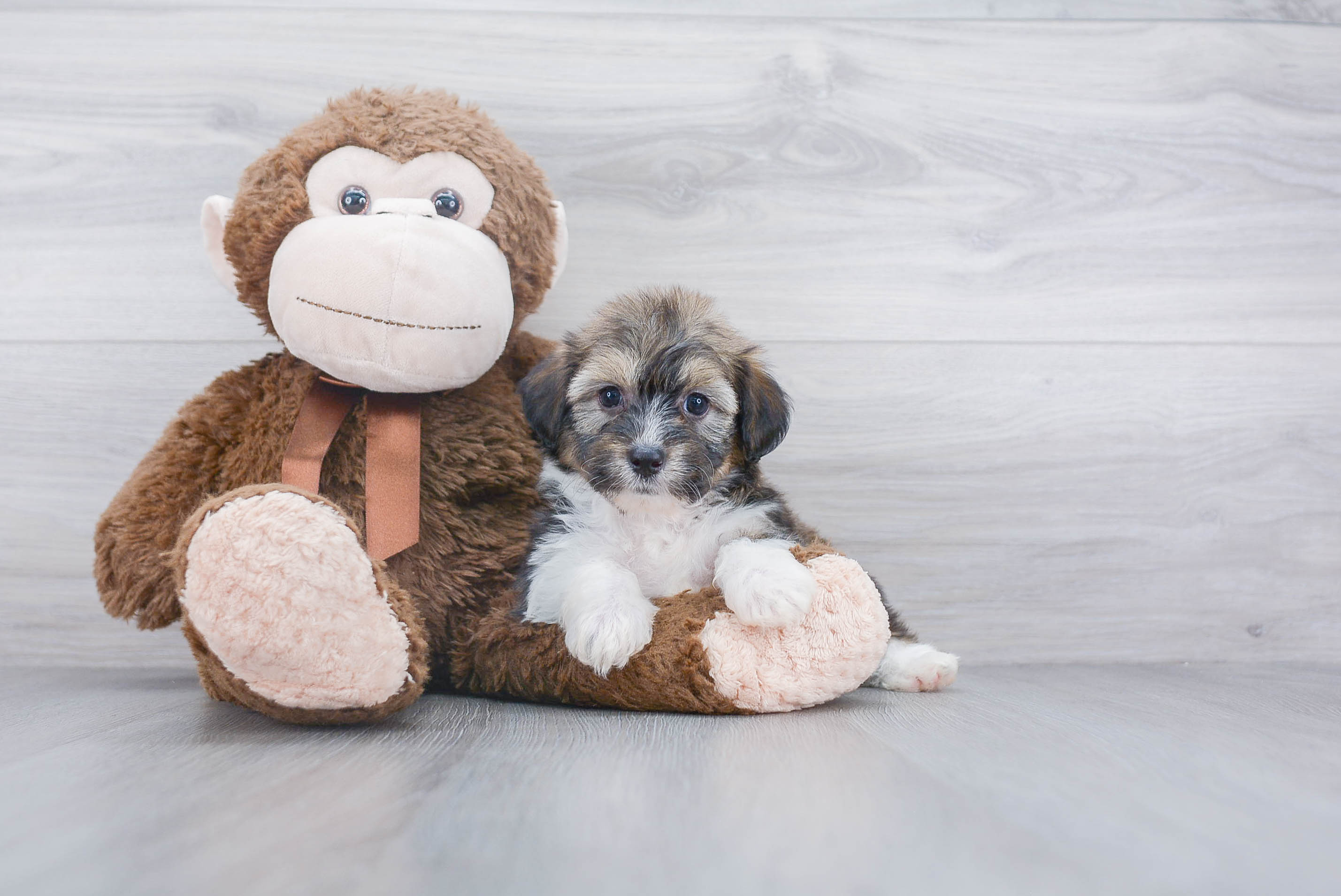 Energetic Aussiepoo Poodle Mix Puppy