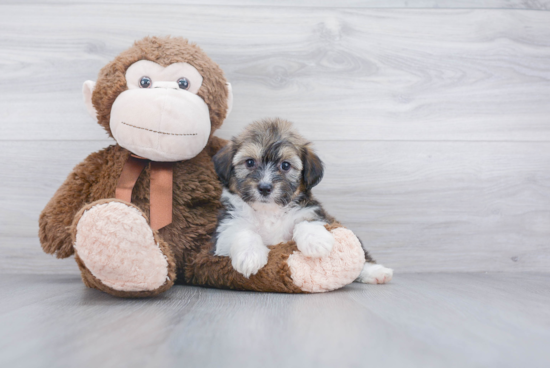 Energetic Aussiepoo Poodle Mix Puppy