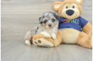 Best Mini Aussiedoodle Baby