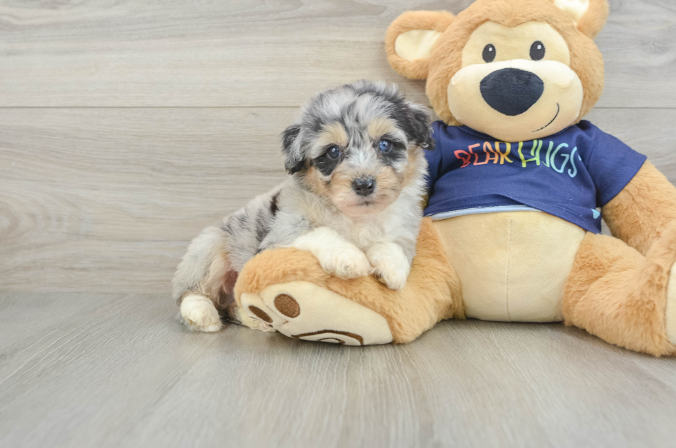 5 week old Mini Aussiedoodle Puppy For Sale - Premier Pups