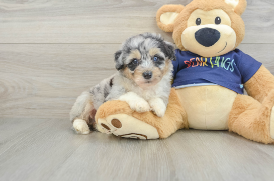 Best Mini Aussiedoodle Baby