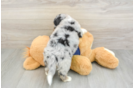 Hypoallergenic Aussiepoo Poodle Mix Puppy