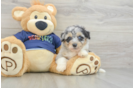 Best Mini Aussiedoodle Baby
