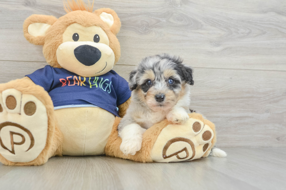 Best Mini Aussiedoodle Baby