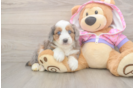Friendly Mini Aussiedoodle Baby