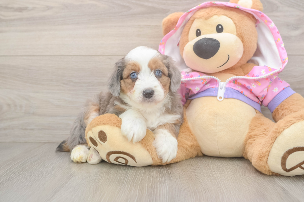 Friendly Mini Aussiedoodle Baby