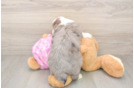 Mini Aussiedoodle Pup Being Cute
