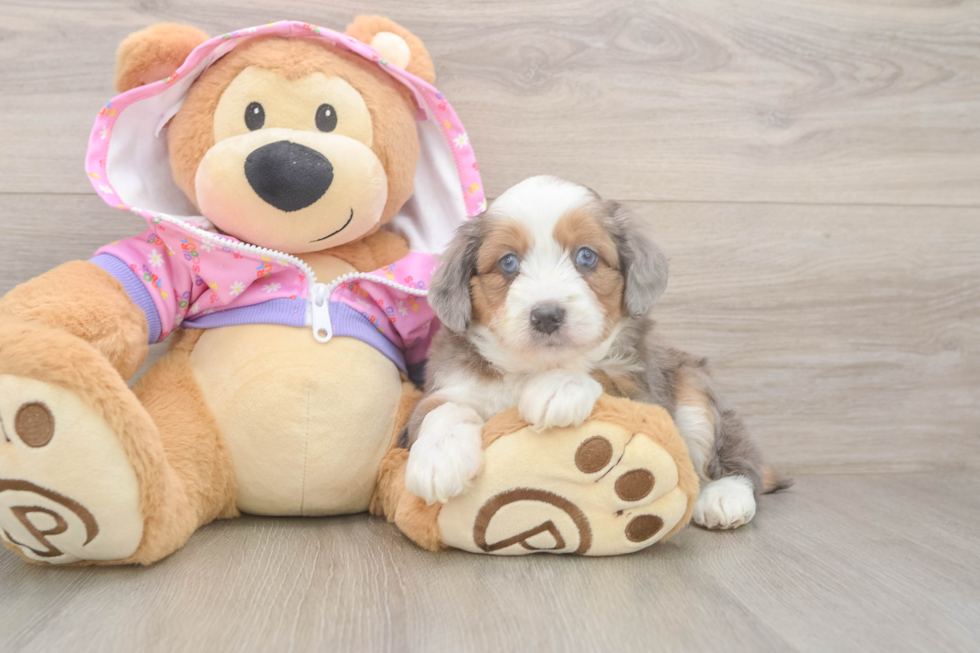 Best Mini Aussiedoodle Baby