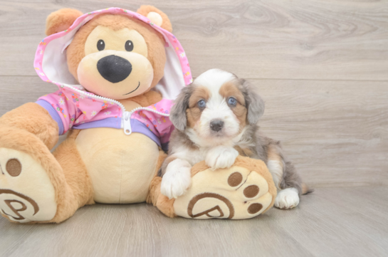 Best Mini Aussiedoodle Baby