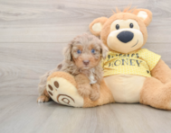 8 week old Mini Aussiedoodle Puppy For Sale - Premier Pups