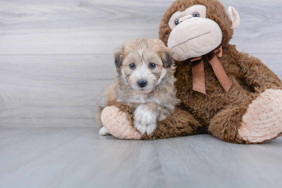 Little Aussiepoo Poodle Mix Puppy