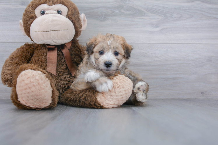 Mini Aussiedoodle Puppy for Adoption