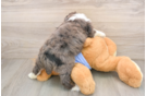 Mini Aussiedoodle Pup Being Cute