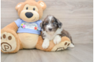 Small Mini Aussiedoodle Baby