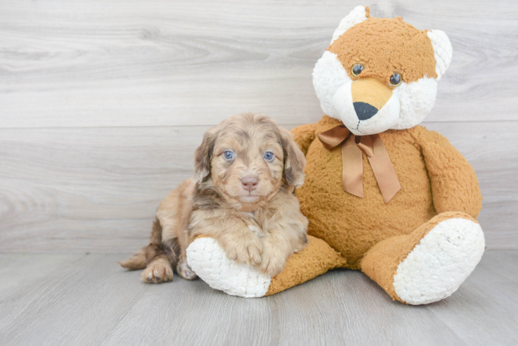 Happy Mini Aussiedoodle Baby