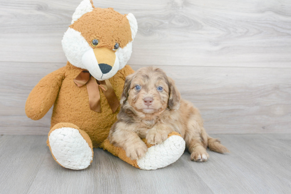 Best Mini Aussiedoodle Baby