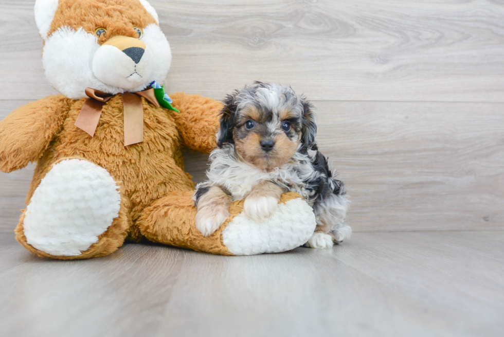 Fluffy Mini Aussiedoodle Poodle Mix Pup