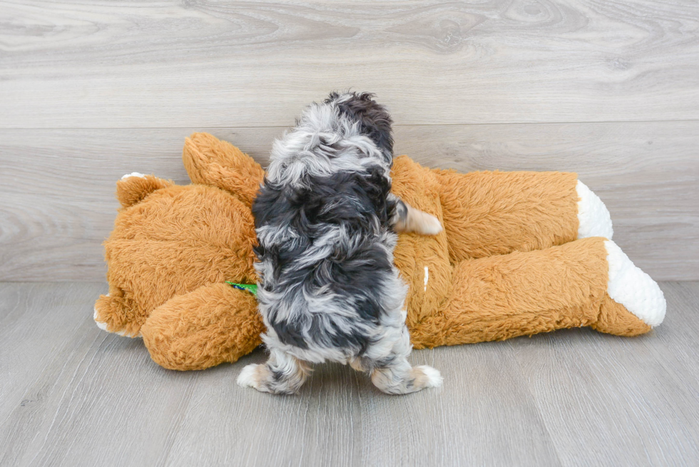 Hypoallergenic Aussiepoo Poodle Mix Puppy