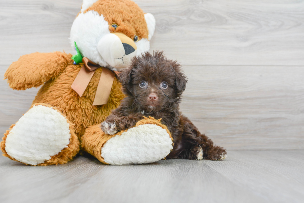 Funny Mini Aussiedoodle Poodle Mix Pup