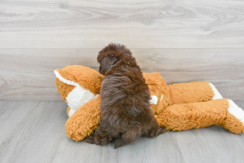 Small Mini Aussiedoodle Baby