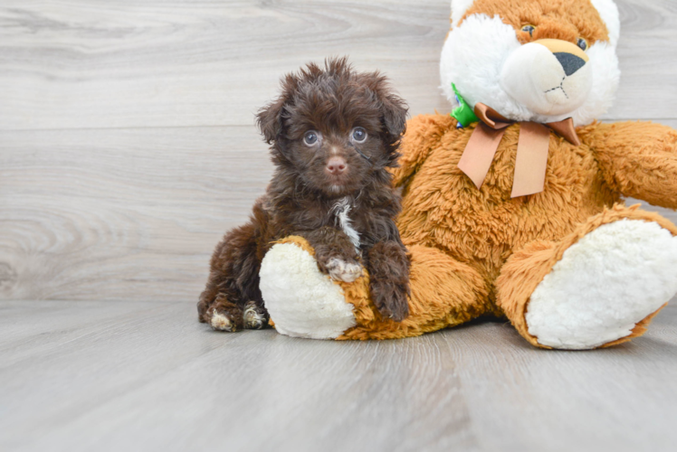 Mini Aussiedoodle Pup Being Cute