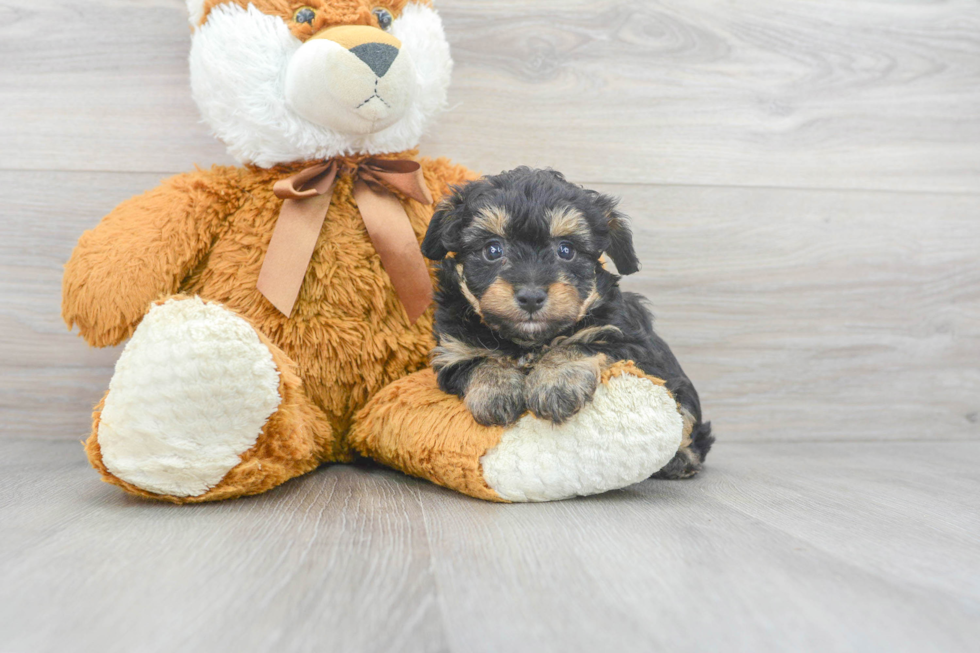 Petite Mini Aussiedoodle Poodle Mix Pup