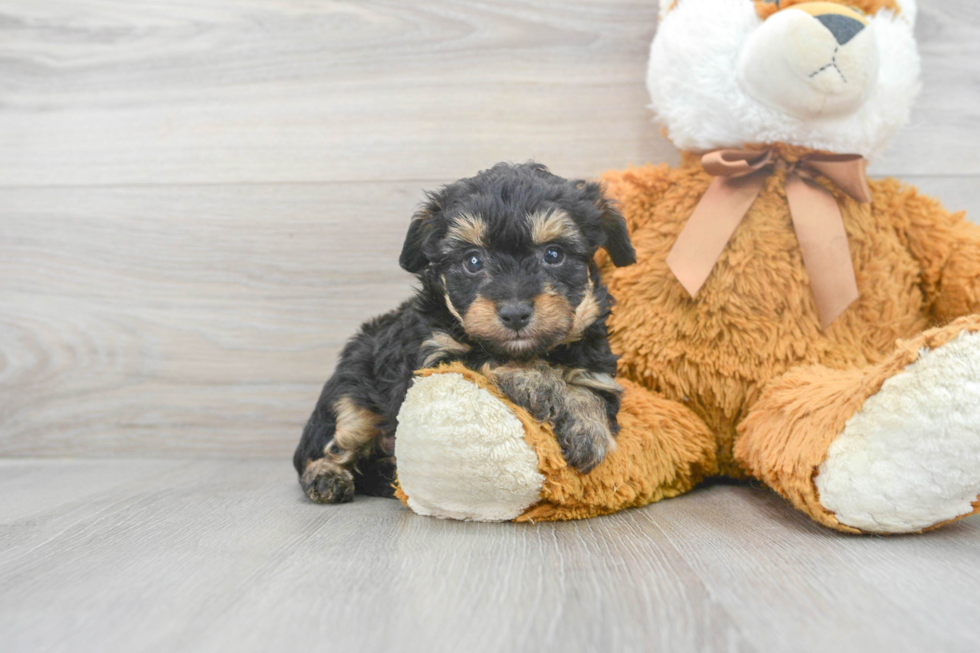 Mini Aussiedoodle Pup Being Cute