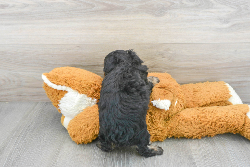 Mini Aussiedoodle Pup Being Cute