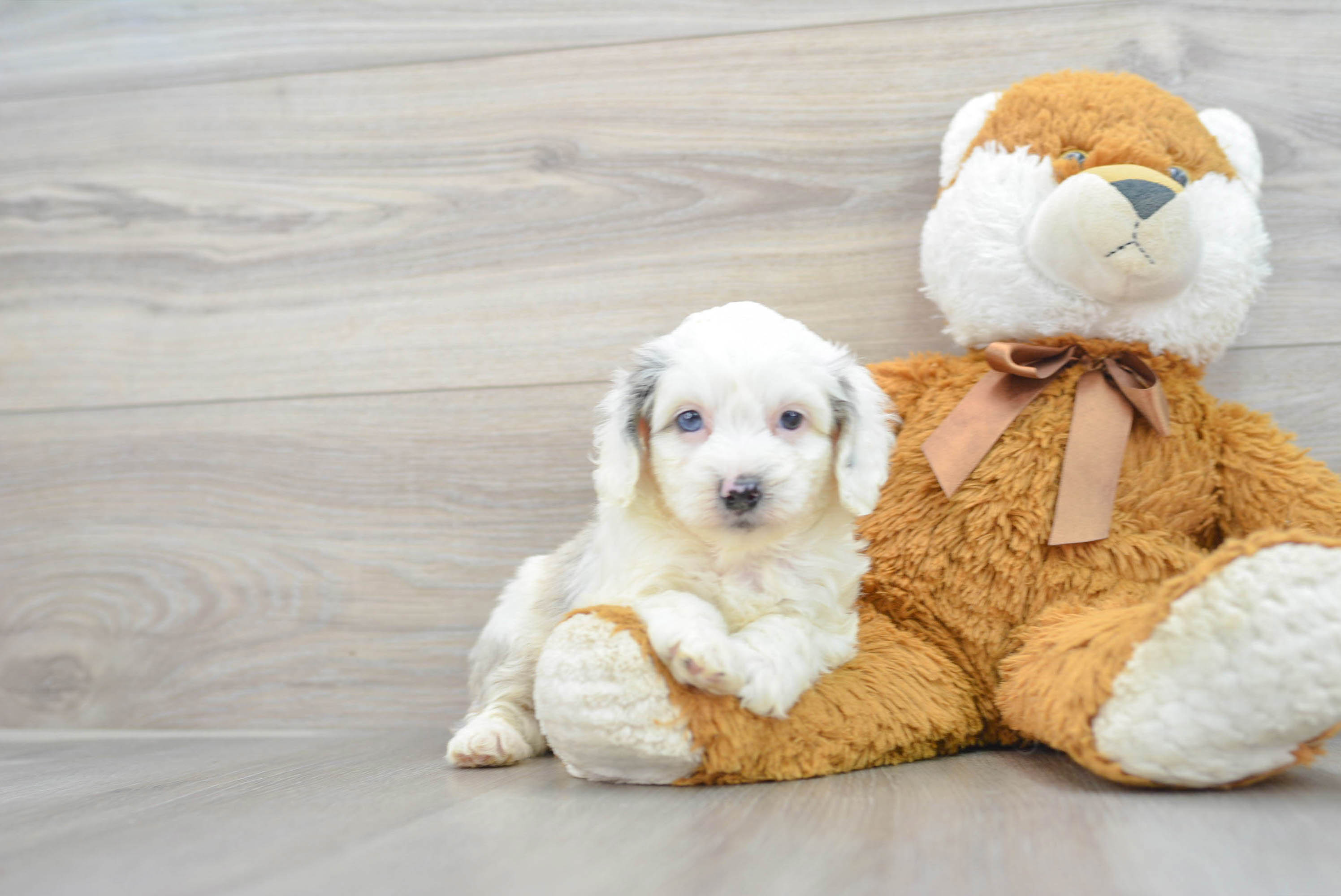 Cute Mini Aussiedoodle Baby