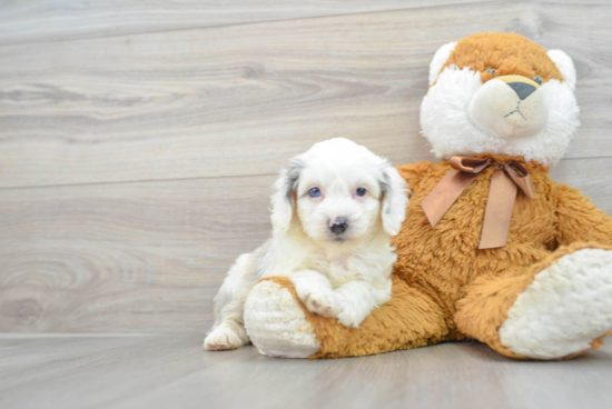 Cute Mini Aussiedoodle Baby