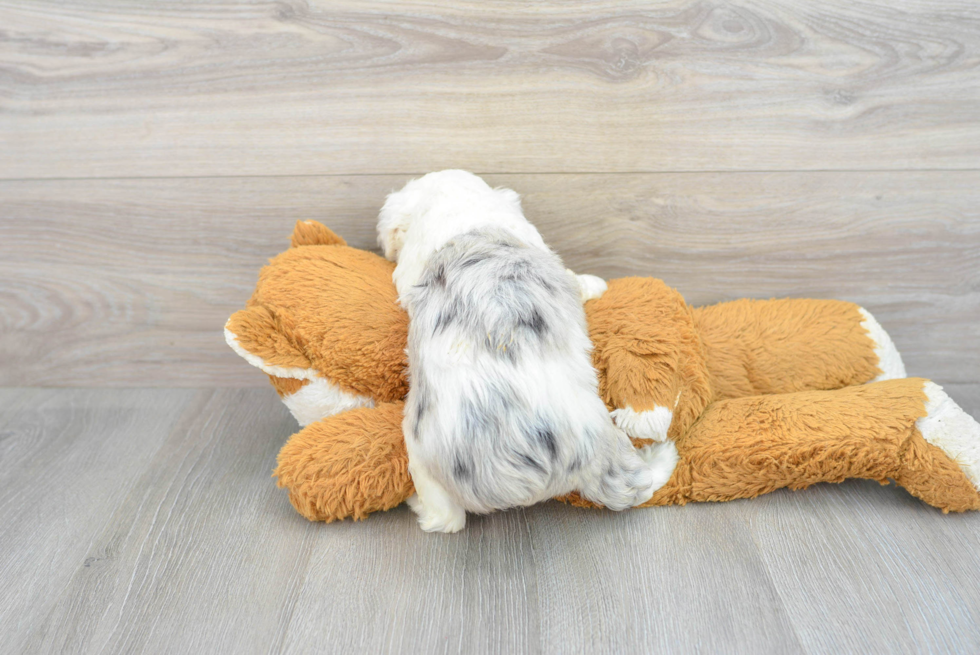 Mini Aussiedoodle Puppy for Adoption